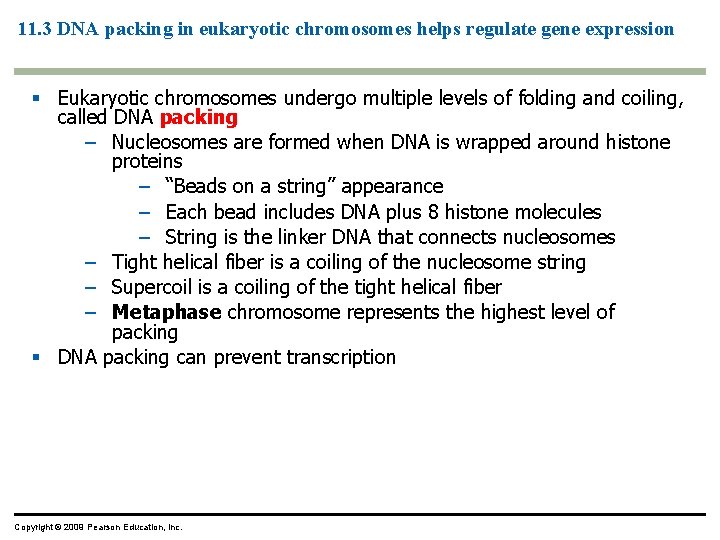 11. 3 DNA packing in eukaryotic chromosomes helps regulate gene expression Eukaryotic chromosomes undergo