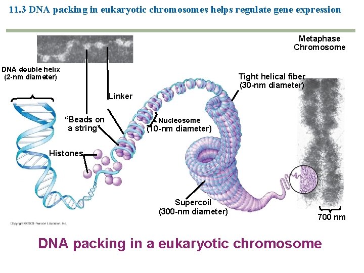 11. 3 DNA packing in eukaryotic chromosomes helps regulate gene expression Metaphase Chromosome DNA