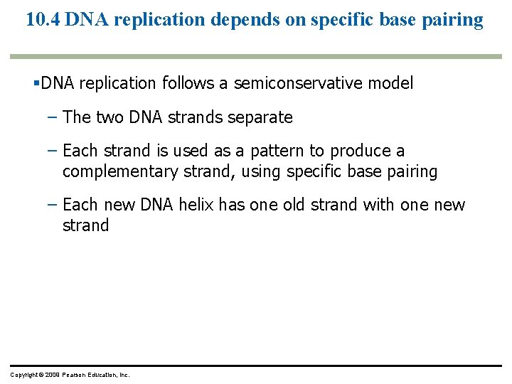 10. 4 DNA replication depends on specific base pairing DNA replication follows a semiconservative