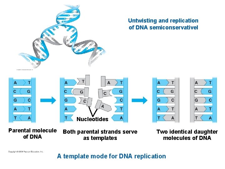 Untwisting and replication of DNA semiconservativel Nucleotides Parental molecule of DNA Both parental strands
