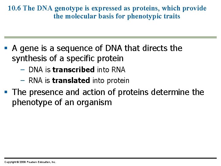 10. 6 The DNA genotype is expressed as proteins, which provide the molecular basis