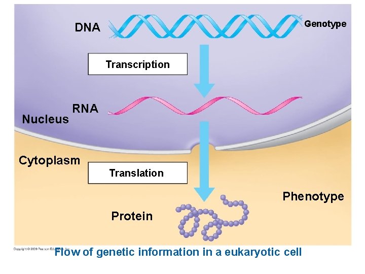 Genotype DNA Transcription Nucleus RNA Cytoplasm Translation Phenotype Protein Flow of genetic information in
