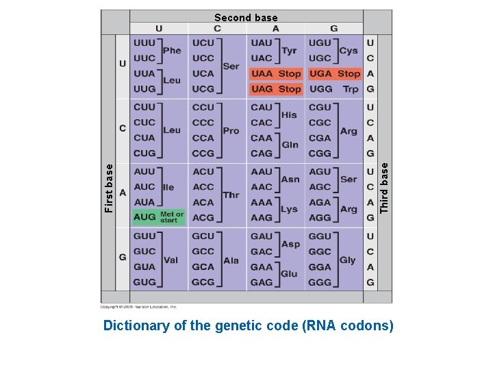 Third base First base Second base Dictionary of the genetic code (RNA codons) 