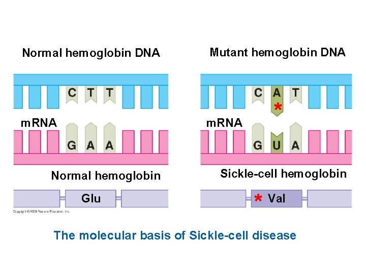 Normal hemoglobin DNA m. RNA Mutant hemoglobin DNA * m. RNA Normal hemoglobin Glu