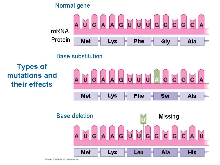 Normal gene m. RNA Protein Met Lys Phe Gly Ala Lys Phe Ser Ala
