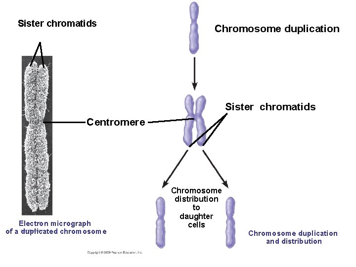 Sister chromatids Chromosome duplication Sister chromatids Centromere Electron micrograph of a duplicated chromosome Chromosome