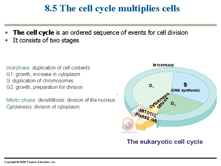 8. 5 The cell cycle multiplies cells The cell cycle is an ordered sequence