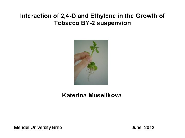 Interaction of 2, 4 -D and Ethylene in the Growth of Tobacco BY-2 suspension