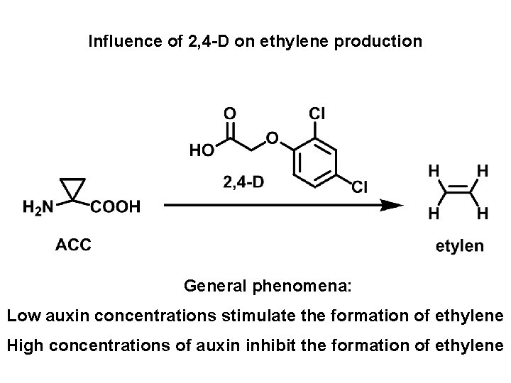 Influence of 2, 4 -D on ethylene production General phenomena: Low auxin concentrations stimulate