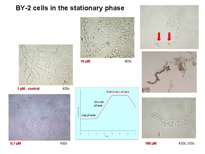 BY-2 cells in the stationary phase 10 µM 400 x 1 µM - control