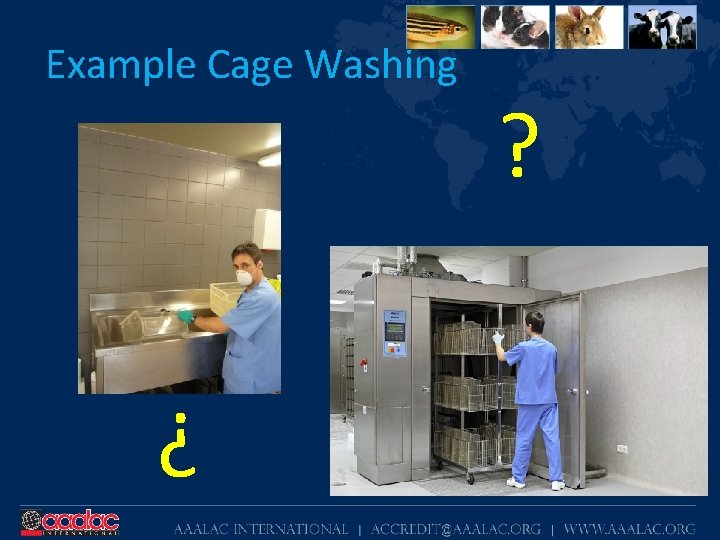 Example Cage Washing ¿ ? 