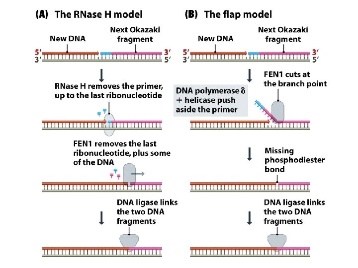 chapter 15 genome replication 1 the