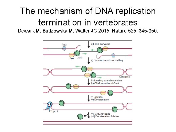 chapter 15 genome replication 1 the