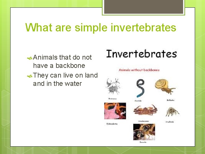 Simple Invertebrates Classifying Animals Chapter 1 Lesson 3 What are