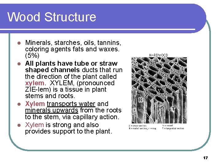 Wood Structure Minerals, starches, oils, tannins, coloring agents fats and waxes. (5%) l All