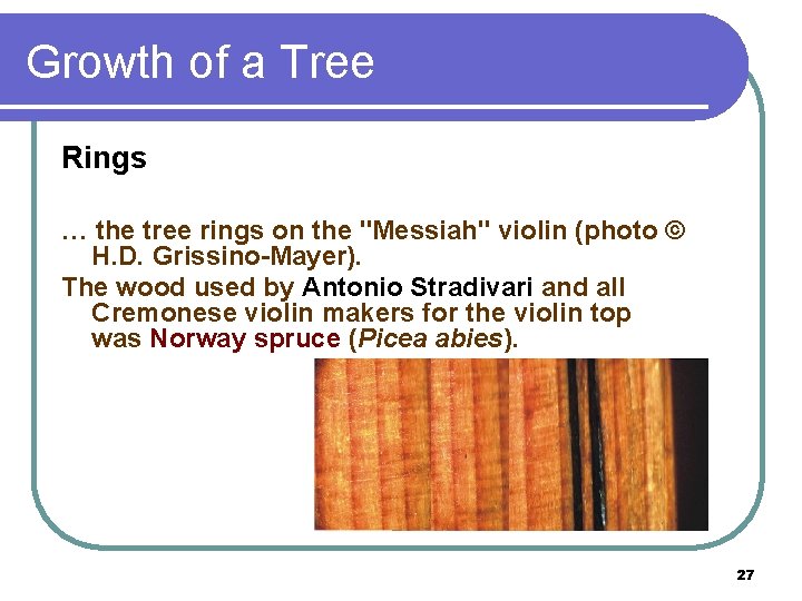 Growth of a Tree Rings … the tree rings on the "Messiah" violin (photo