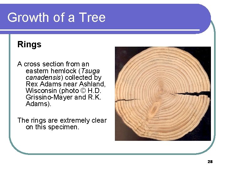 Growth of a Tree Rings A cross section from an eastern hemlock (Tsuga canadensis)