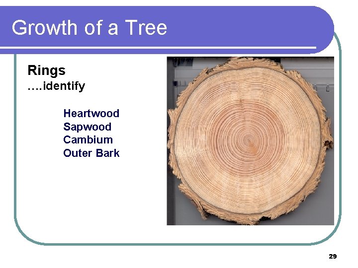 Growth of a Tree Rings …. identify Heartwood Sapwood Cambium Outer Bark 29 