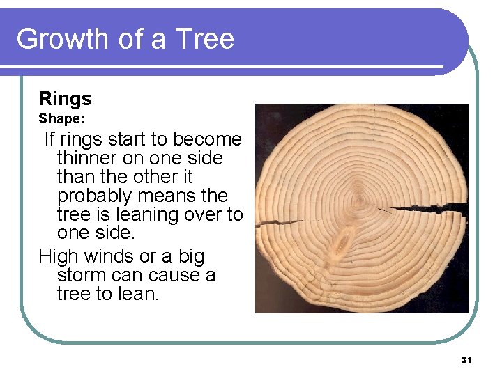 Growth of a Tree Rings Shape: If rings start to become thinner on one