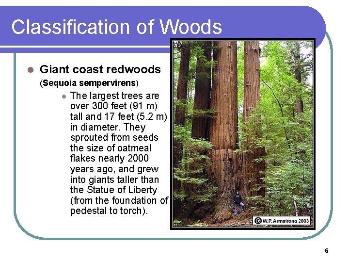 Classification of Woods l Giant coast redwoods (Sequoia sempervirens) l The largest trees are