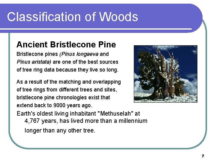 Classification of Woods Ancient Bristlecone Pine Bristlecone pines (Pinus longaeva and Pinus aristata) are