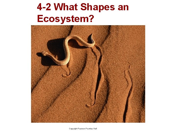 4 -2 What Shapes an Ecosystem? Copyright Pearson Prentice Hall 4 -2 What Shapes an Ecosystem? Copyright Pearson Prentice Hall