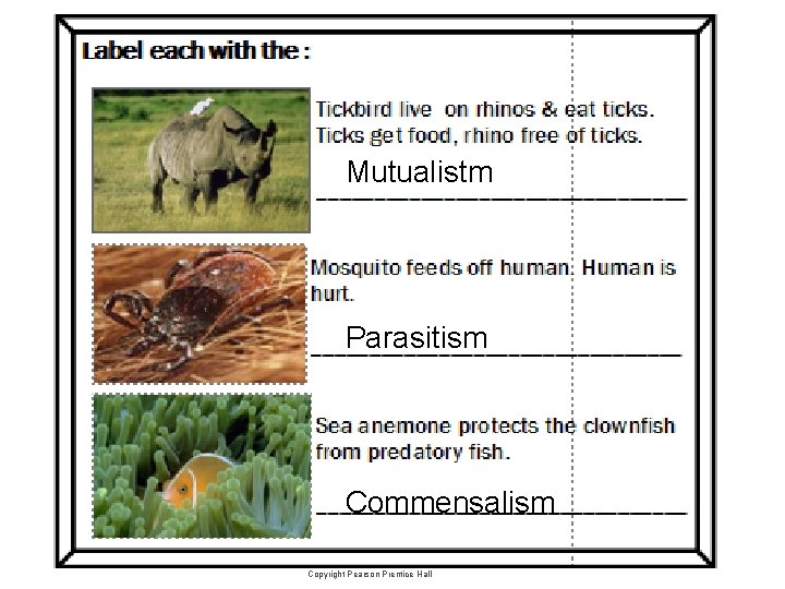 Mutualistm Parasitism Commensalism Copyright Pearson Prentice Hall Mutualistm Parasitism Commensalism Copyright Pearson Prentice Hall