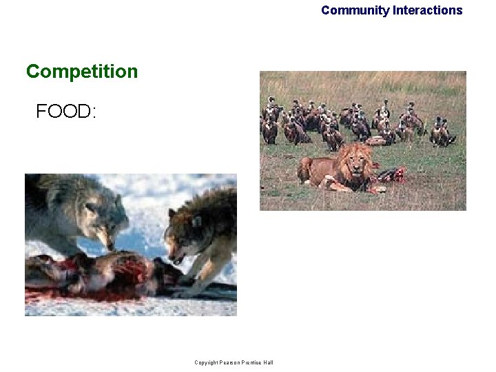 Community Interactions Competition FOOD: Copyright Pearson Prentice Hall Community Interactions Competition FOOD: Copyright Pearson Prentice Hall