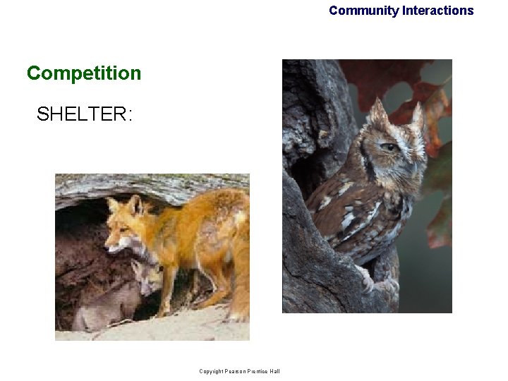 Community Interactions Competition SHELTER: Copyright Pearson Prentice Hall Community Interactions Competition SHELTER: Copyright Pearson Prentice Hall