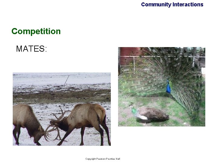 Community Interactions Competition MATES: Copyright Pearson Prentice Hall Community Interactions Competition MATES: Copyright Pearson Prentice Hall
