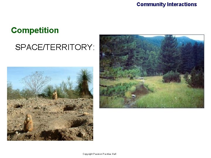 Community Interactions Competition SPACE/TERRITORY: Copyright Pearson Prentice Hall Community Interactions Competition SPACE/TERRITORY: Copyright Pearson Prentice Hall
