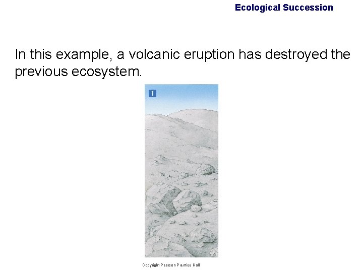 Ecological Succession In this example, a volcanic eruption has destroyed the previous ecosystem. Copyright Ecological Succession In this example, a volcanic eruption has destroyed the previous ecosystem. Copyright