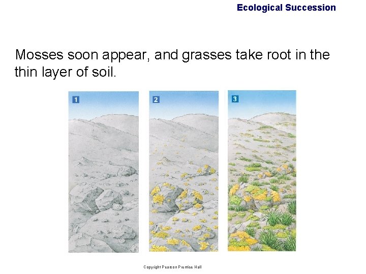 Ecological Succession Mosses soon appear, and grasses take root in the thin layer of Ecological Succession Mosses soon appear, and grasses take root in the thin layer of