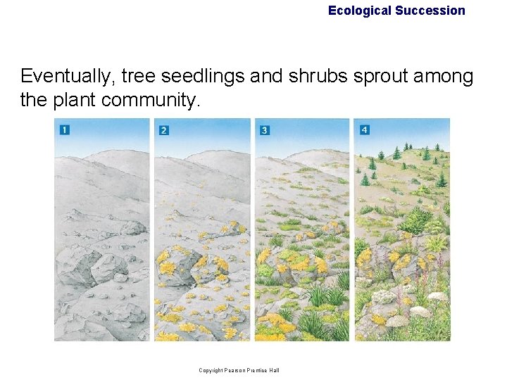 Ecological Succession Eventually, tree seedlings and shrubs sprout among the plant community. Copyright Pearson Ecological Succession Eventually, tree seedlings and shrubs sprout among the plant community. Copyright Pearson