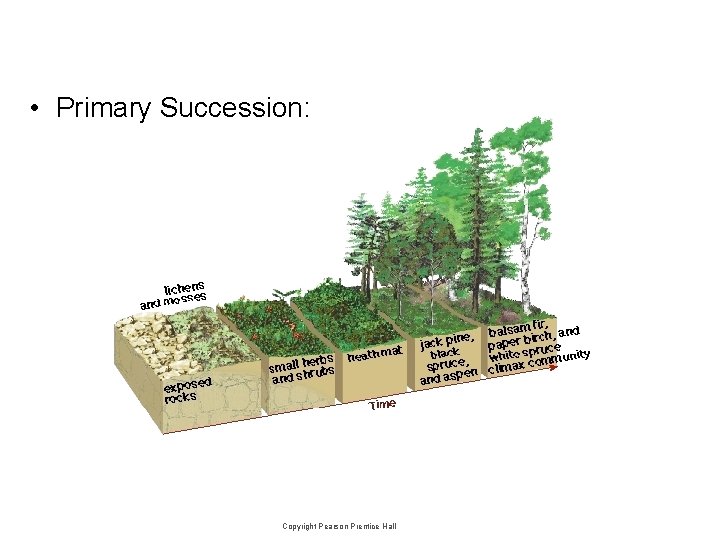 • Primary Succession: Copyright Pearson Prentice Hall • Primary Succession: Copyright Pearson Prentice Hall