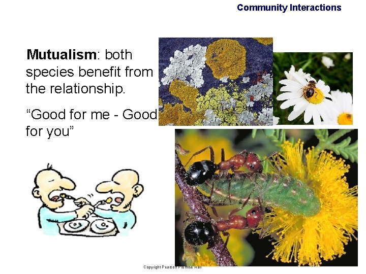 Community Interactions Mutualism: both species benefit from the relationship. “Good for me - Good Community Interactions Mutualism: both species benefit from the relationship. “Good for me - Good