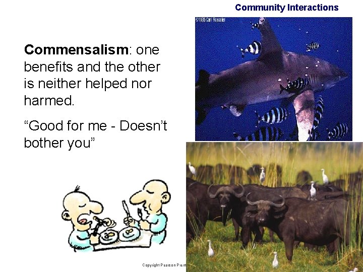 Community Interactions Commensalism: one benefits and the other is neither helped nor harmed. “Good Community Interactions Commensalism: one benefits and the other is neither helped nor harmed. “Good