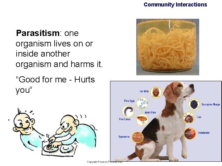 Community Interactions Parasitism: one organism lives on or inside another organism and harms it. Community Interactions Parasitism: one organism lives on or inside another organism and harms it.