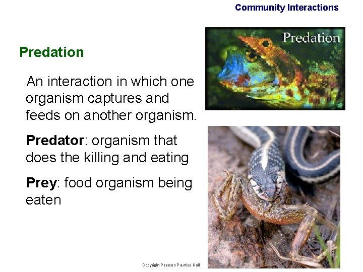 Community Interactions Predation An interaction in which one organism captures and feeds on another Community Interactions Predation An interaction in which one organism captures and feeds on another