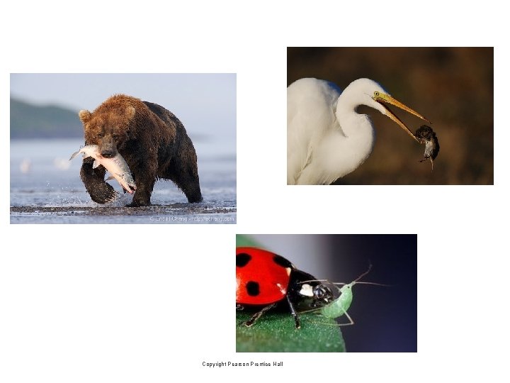 Copyright Pearson Prentice Hall Copyright Pearson Prentice Hall