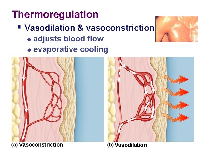 Thermoregulation § Vasodilation & vasoconstriction adjusts blood flow u evaporative cooling u Vasoconstriction Vasodilation Thermoregulation § Vasodilation & vasoconstriction adjusts blood flow u evaporative cooling u Vasoconstriction Vasodilation