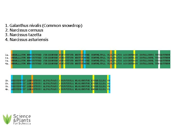 1. Galanthus nivalis (Common snowdrop) 2. Narcissus cernuus 3. Narcissus tazetta 4. Narcissus asturiensis