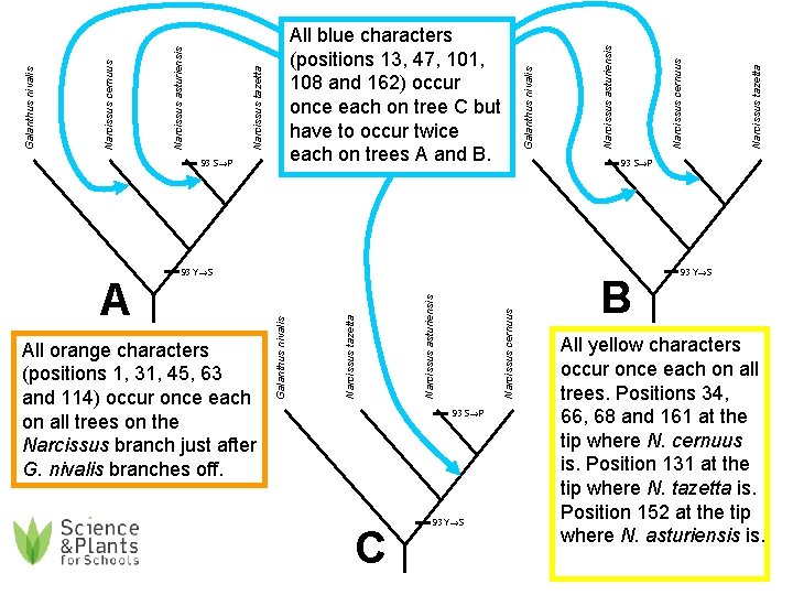 93 S→P Narcissus cernuus Narcissus asturiensis Narcissus tazetta All orange characters (positions 1, 31,