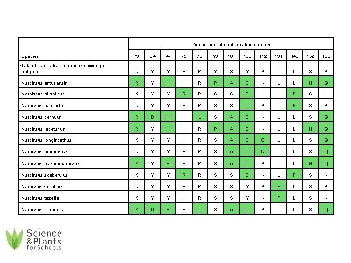 Amino acid at each position number Species 13 34 47 75 78 93 101