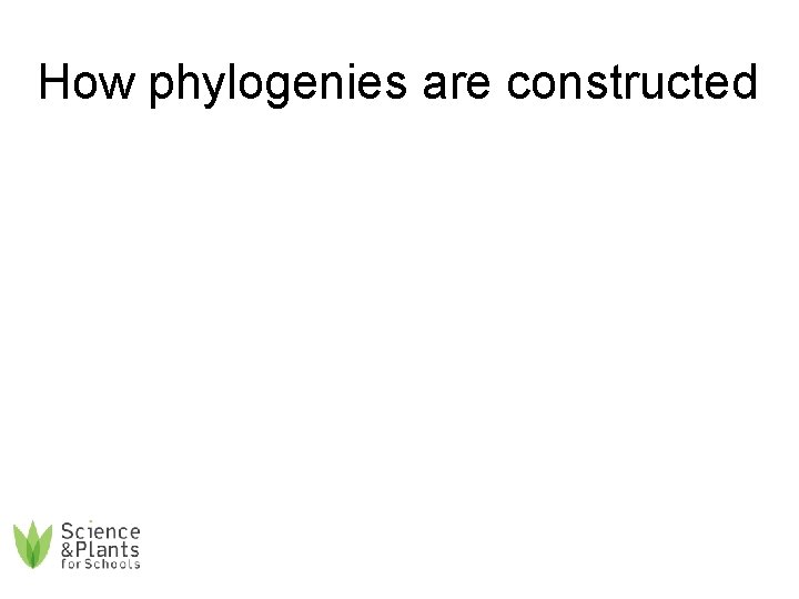 How phylogenies are constructed 