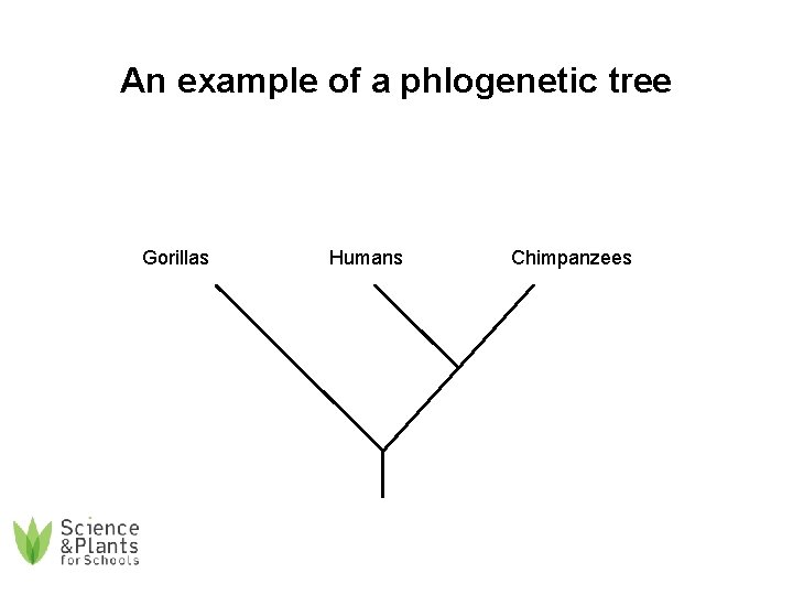 An example of a phlogenetic tree Gorillas Humans Chimpanzees 