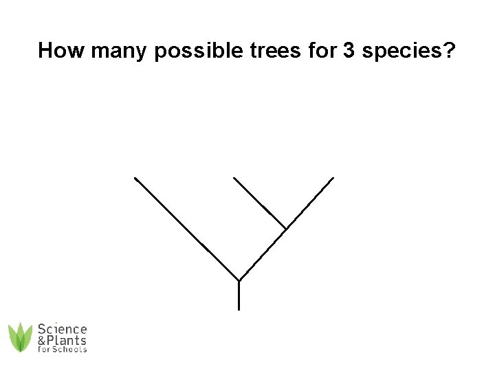 How many possible trees for 3 species? 