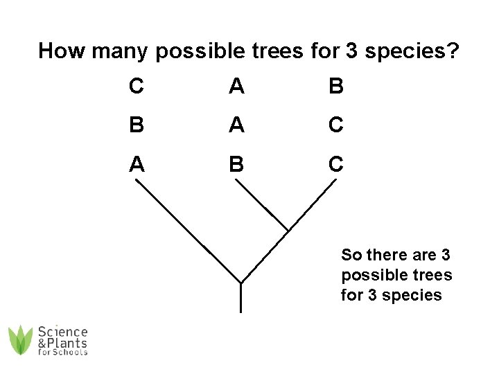 How many possible trees for 3 species? C A B B A C A