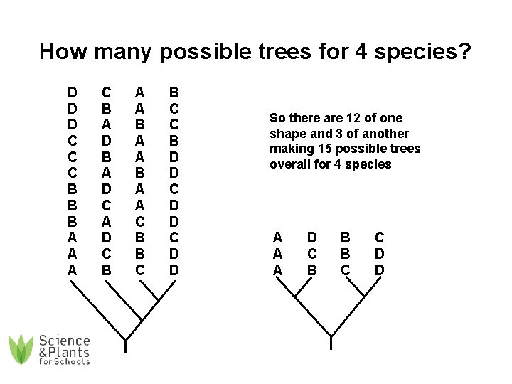 How many possible trees for 4 species? D D D C C C B