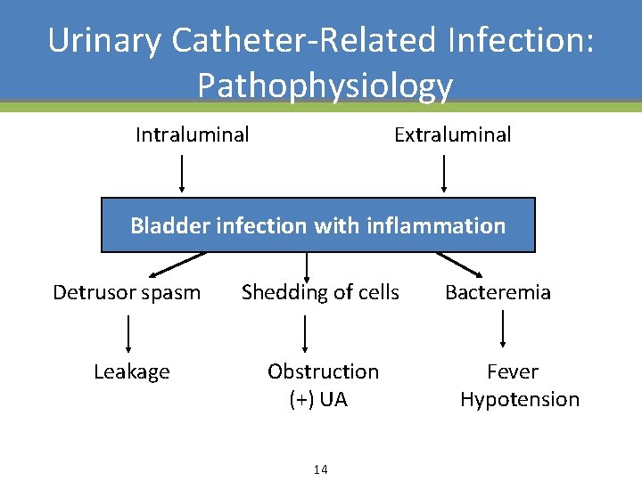 Urinary Catheter-Related Infection: Pathophysiology Intraluminal Extraluminal Bladder infection with inflammation Detrusor spasm Shedding of